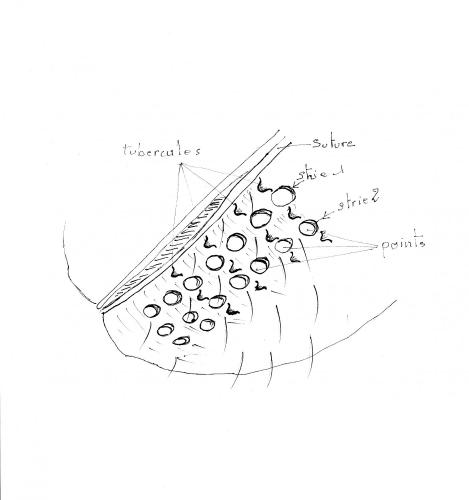 Xyleborus dryographus